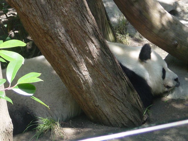The Daddy panda sleeping