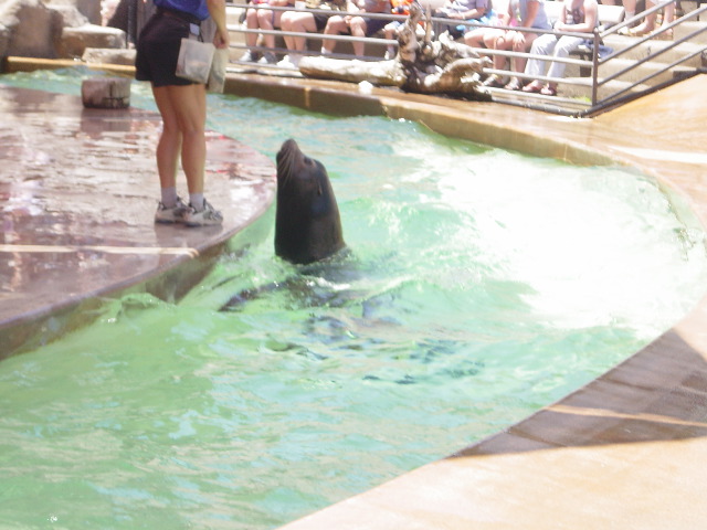 The sea lion show at the zoo.