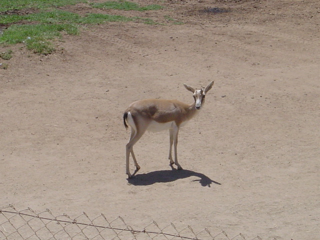 A cool animal at the Wild Animal Park
