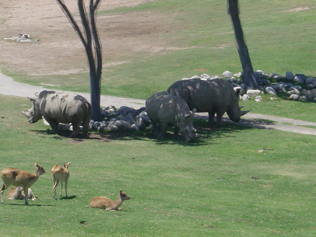 The rhinos were huge!
