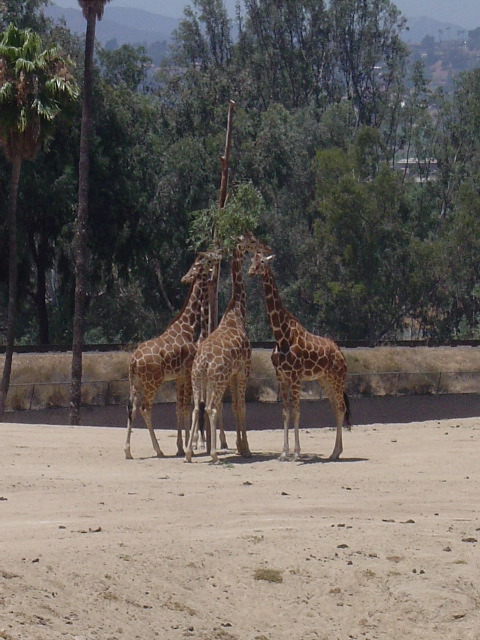 giraffes snacking on acacia leaves