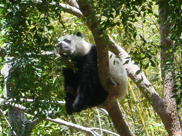 Close-up of the sleeping panda