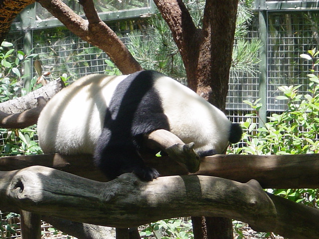The mommy panda sleeping