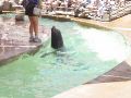The sea lion show at the zoo.