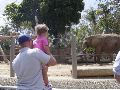 Looking at the elephant with Daddy