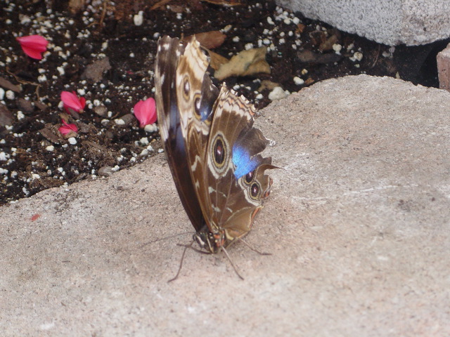 Butterfly closeup.