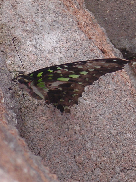 A cool green butterfly.