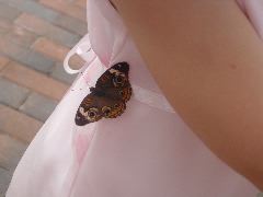 Buttefly close-up