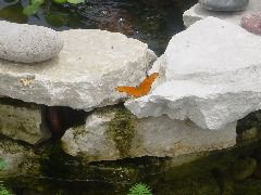 Orange butterfly on a rock