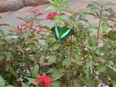 Cool green butterfly - slightly camoflaged.